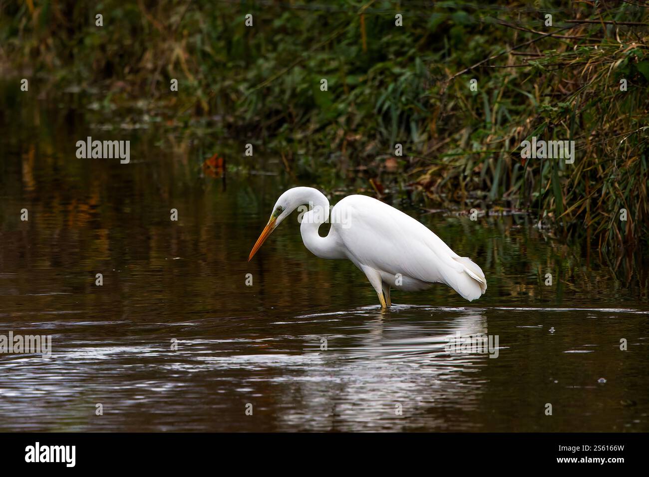 Ein weißer Silberreiher (Ardea alba modesta), der nach etwas Essen im Wasser sucht Stockfoto