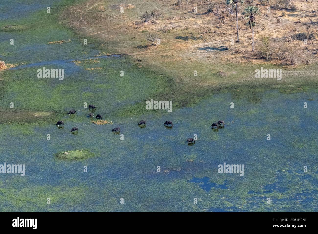 Luftaufnahme einer Kap-Buffalo-Herde - Syncerus-Caffer - beim Weiden im Okavango-Delta in Botswana. Stockfoto
