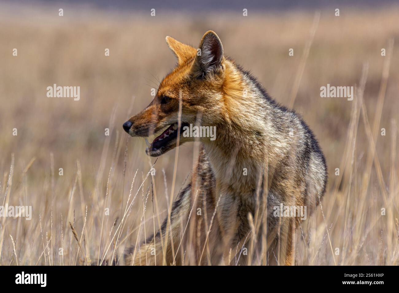 Ein ecuadorianischer Culpeo-Fuchs (Lycalopex culpaeus) steht im Hochgebirgsgrasland der Anden im Cotopaxi-Nationalpark in Ecuador. Stockfoto