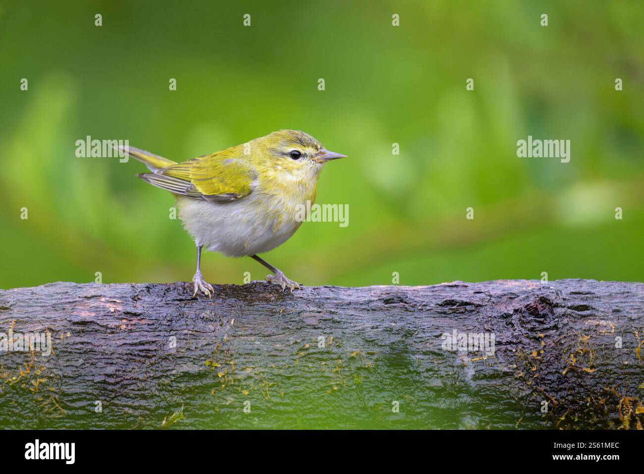 Tennessee Grasfänger (Oreothlypis peregrina) auf einem Zweig in Costa Rica. Stockfoto