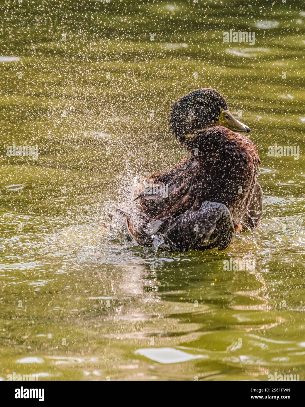 Eine Ente, die im See baden geht Stockfoto