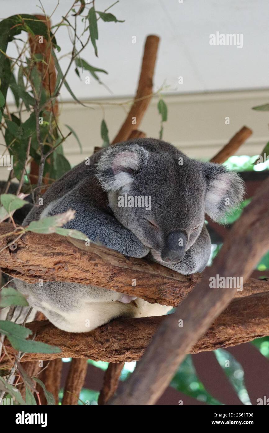 Koala schlaft auf Eukalyptusbaum im Lone Pine Koala Sanctuary, Brisbane, Australien Stockfoto
