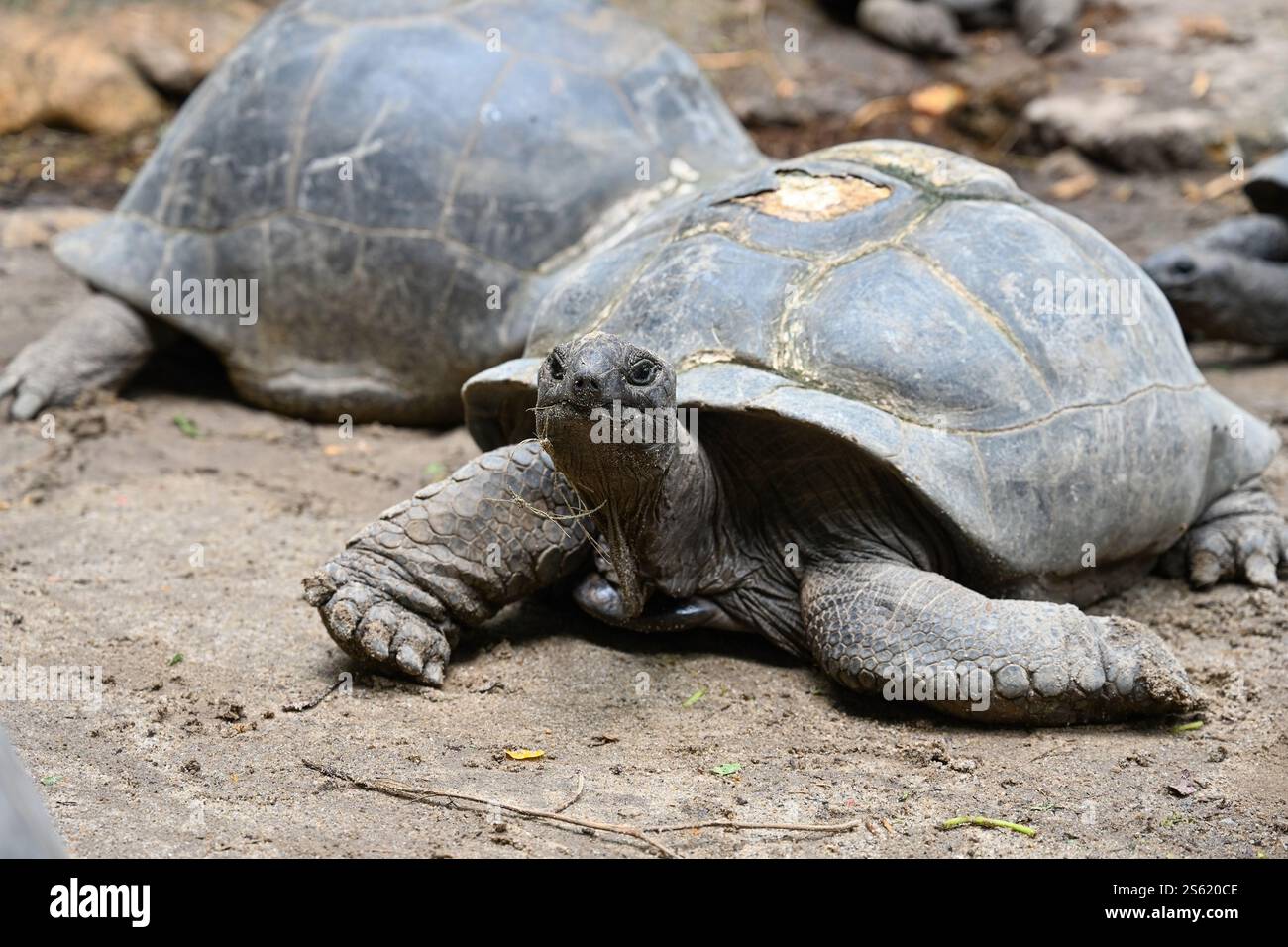 Riesige Seychellen-Schildkröte in ihrem natürlichen Lebensraum. Mahe Island, Seychellen Stockfoto