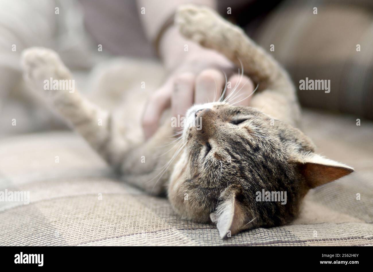 Eine niedliche braune Tabbykatze liegt auf dem weichen Sofa und die Hand kratzt sich draußen am Hals. Haustier-Liebes-Konzept. Ein süßer, großer brauner Tabby Stockfoto