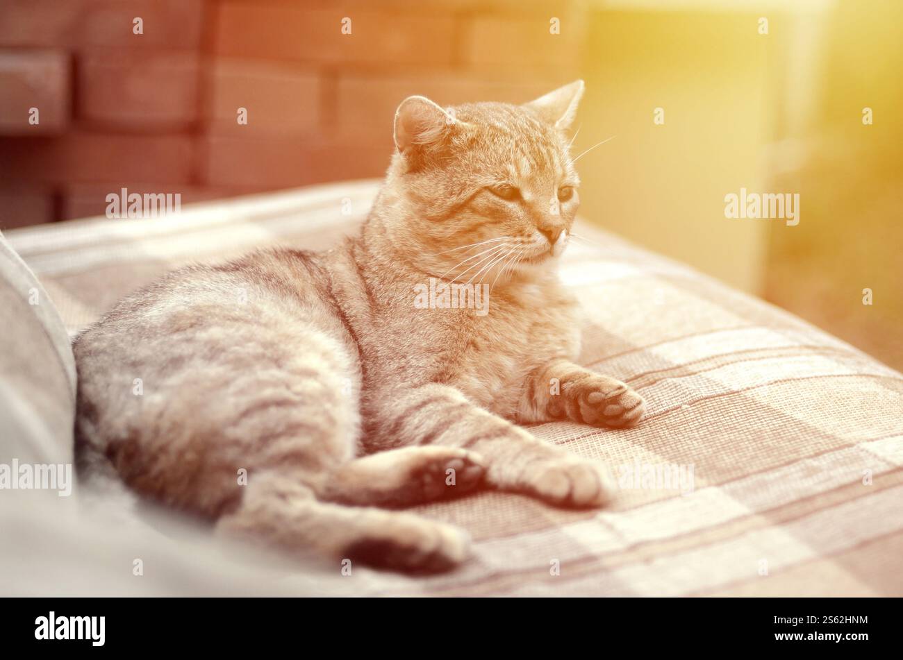 Mündungsporträt einer grau gestreiften Tabbykatze mit grünen Augen, selektiver Fokus. Trauriges Stimmungskonzept. Trauriges Mündungsporträt einer grau gestreiften Tabbykatze mit Stockfoto