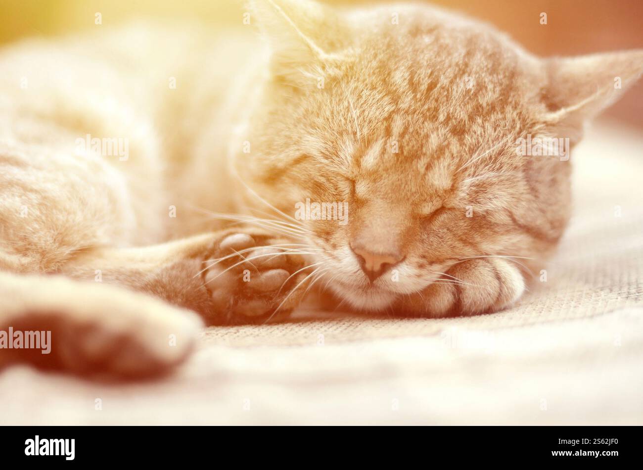 Nahaufnahme einer traurigen und faulen Tabbykatze, die abends auf der Couch im Freien mit selektivem Fokus schläft. Haustierhaltung auf weichem Sofa. Nahaufnahme eines traurigen Stockfoto
