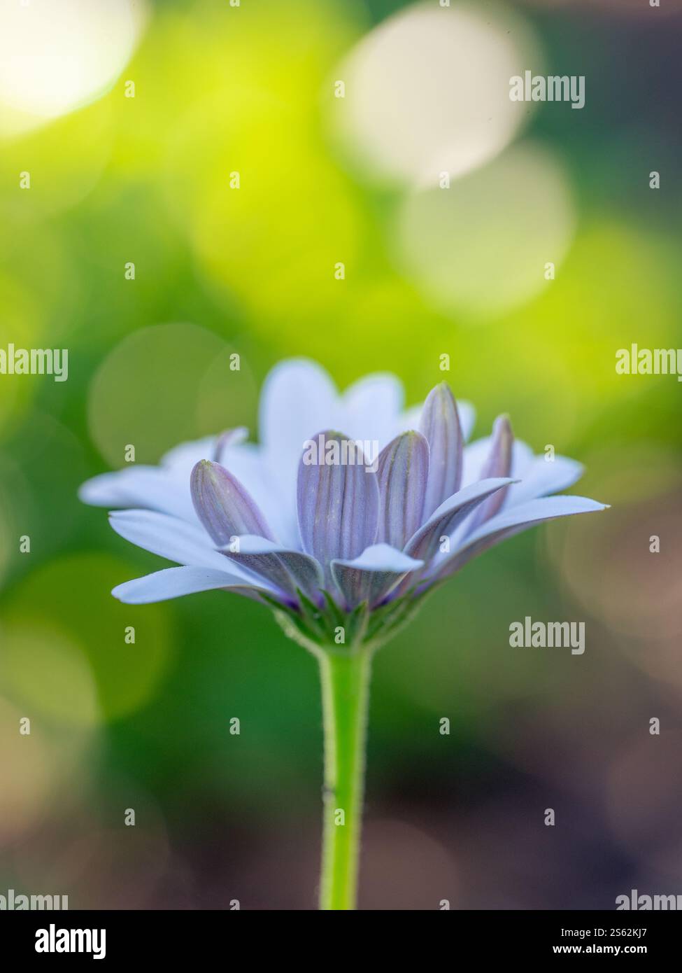Nahaufnahme der Unterseite der Blütenblätter eines weißen Gänseblümchens, Dimorphotheca fruticosa. Stockfoto