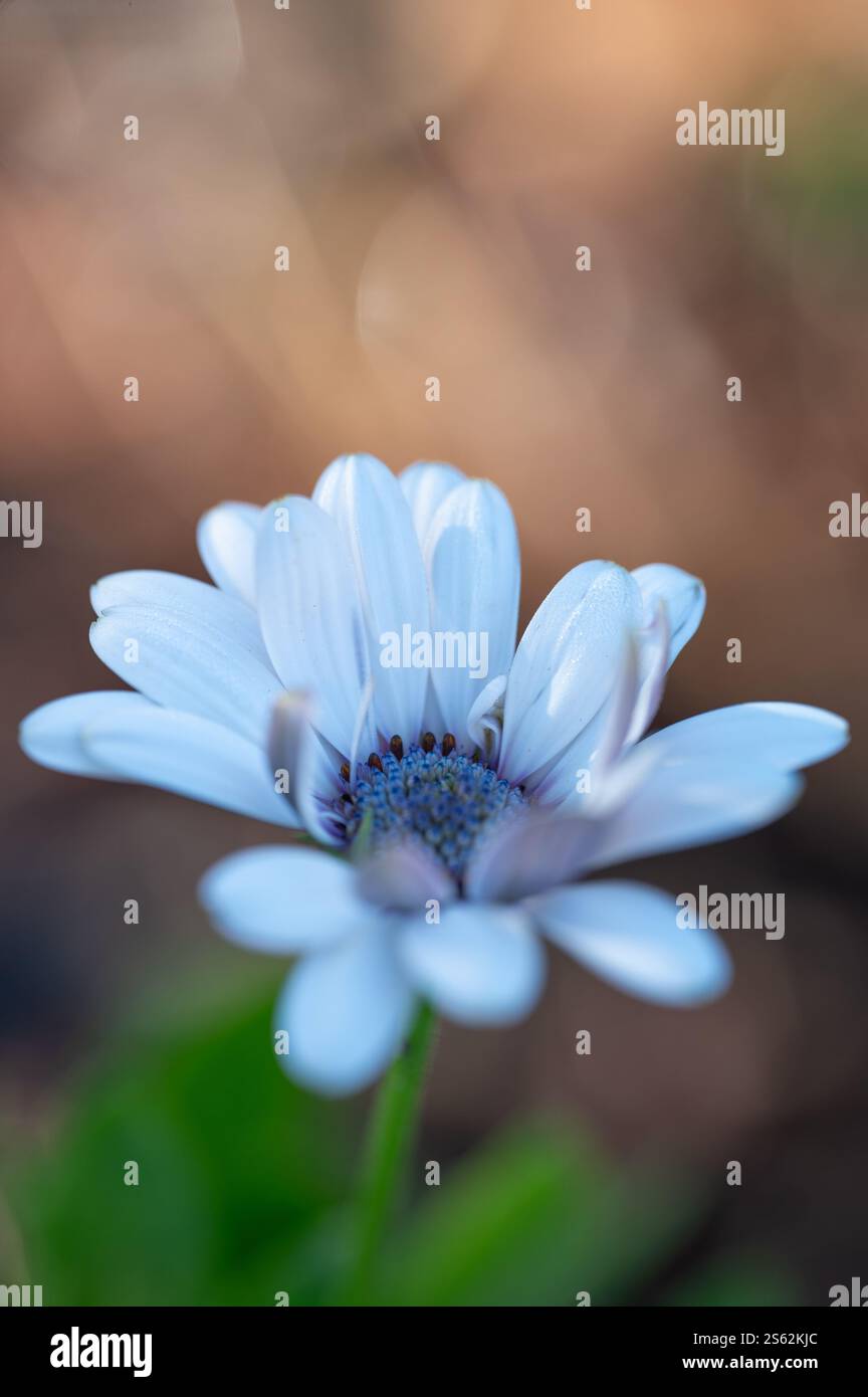 Nahaufnahme einer afrikanischen Gänseblümchenblume, Dimorphotheca fruticosa, im Garten. Stockfoto