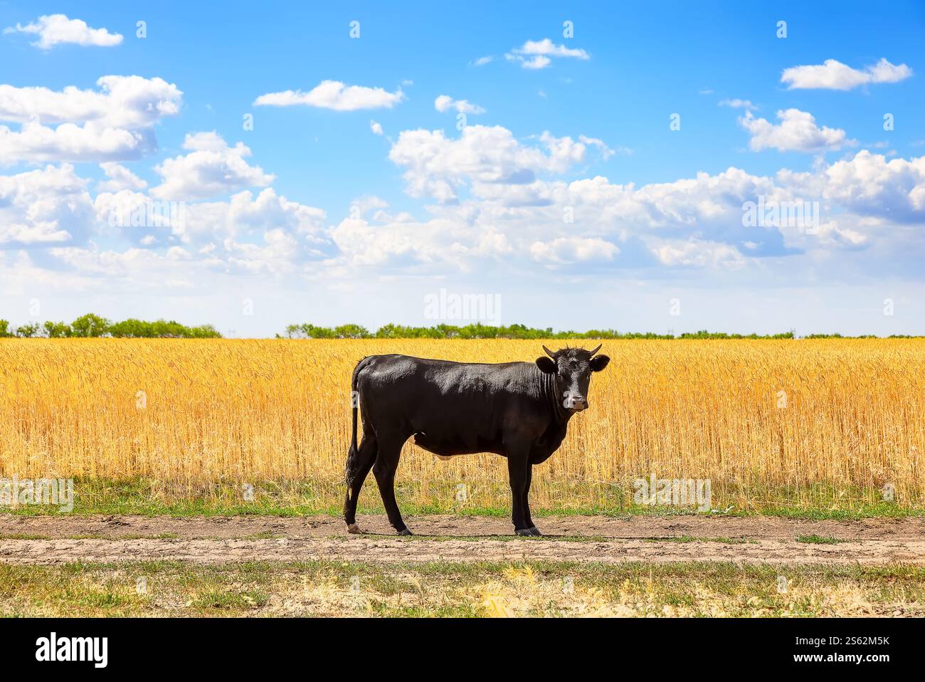 Porträt eines großen schwarzen Bullen, der auf einem Weizenfeld steht. Schwarzer angusbulle auf Weizenfeld an sonnigen Sommertagen. Stockfoto