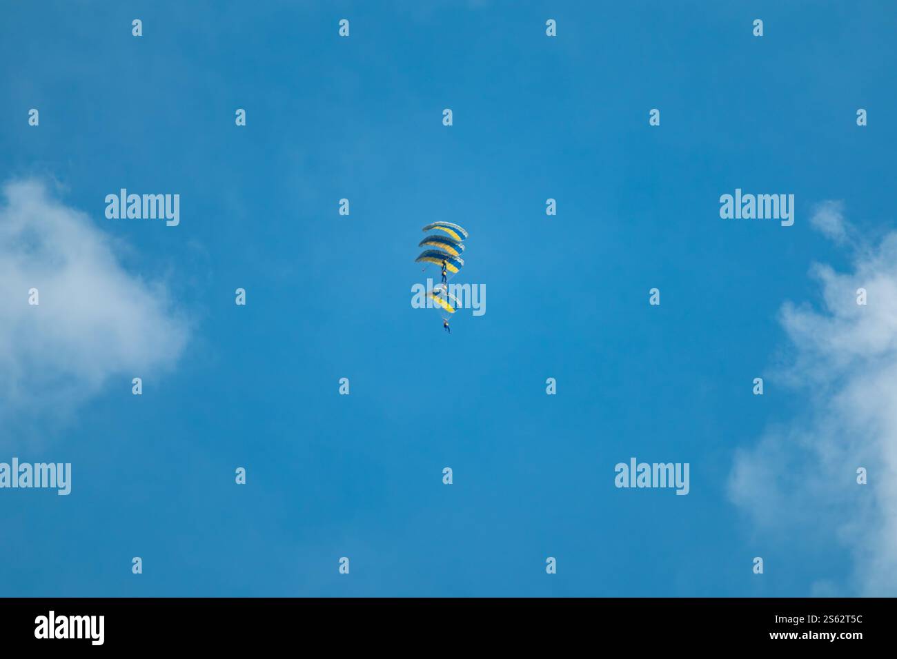 Fallschirmspringen mit gelben und blauen Fallschirmen, die während einer dynamischen Kunstflugvorführung in Formation fliegen Stockfoto