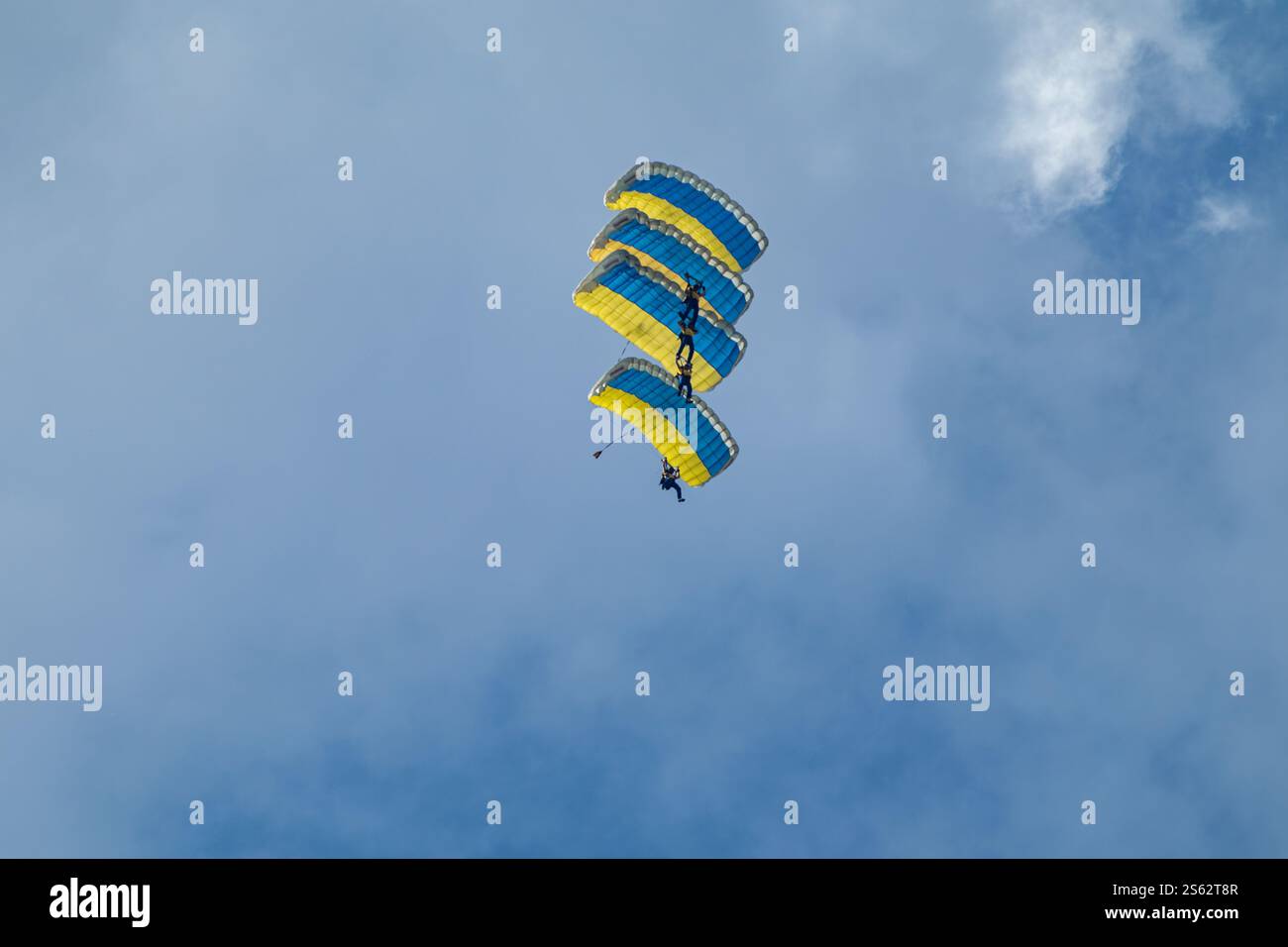 Vier Fallschirmspringer bilden Kunstflugzeuge mit gelb-blauen Fallschirmen am Himmel Stockfoto