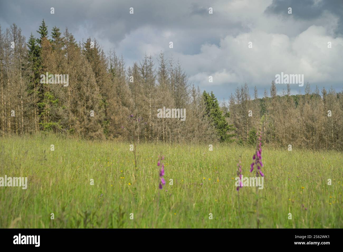Waldsterben, trockener Wald, Dürre, Nadelholz, Bäume bei Heiligenborn, Rothaargebirge, Kreis Siegen-Wittgenstein, Nordrhein-Westfalen, Deutschland Stockfoto
