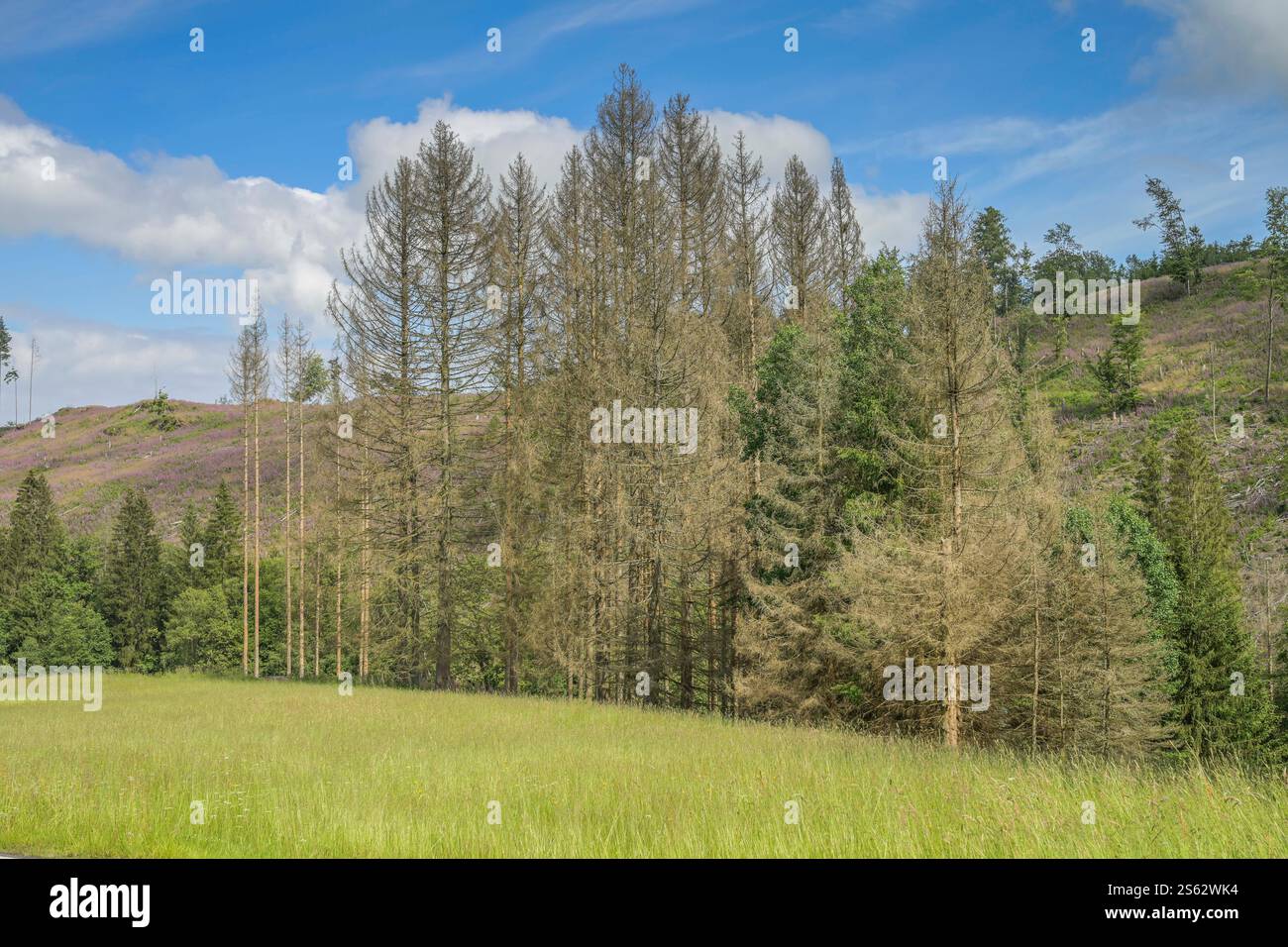 Waldsterben, trockener Wald, Dürre, Nadelholz, Bäume bei Heiligenborn, Rothaargebirge, Kreis Siegen-Wittgenstein, Nordrhein-Westfalen, Deutschland Stockfoto