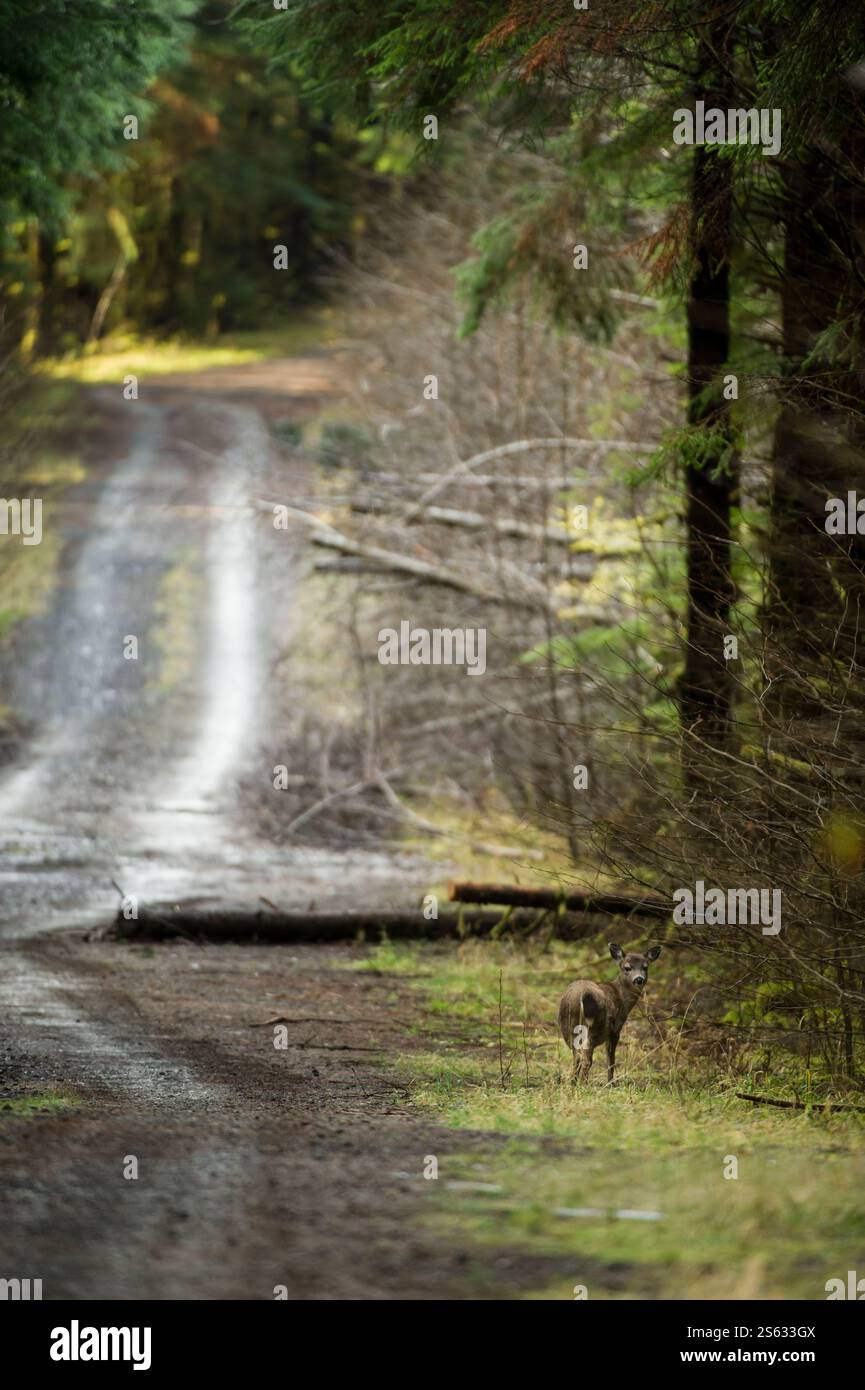 Sitka Blacktail Deer (Odocoileus hemionus sitkensis) im alten Zedernwald, Haida Gwaii (Queen Charlottes), British Columbia, Kanada Stockfoto