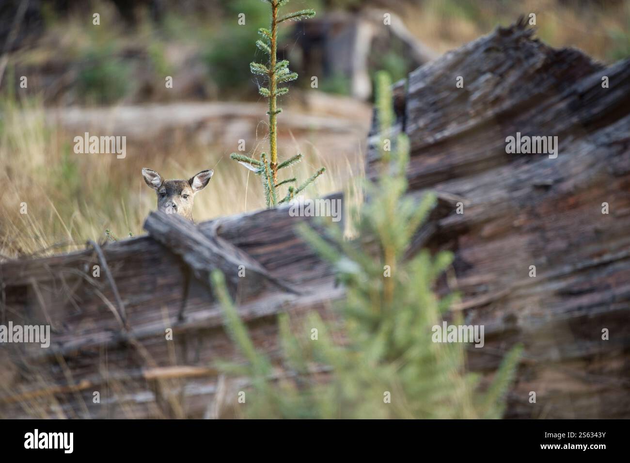 Sitka Blacktail Deer (Odocoileus hemionus sitkensis) im alten Zedernwald, Haida Gwaii (Queen Charlottes), British Columbia, Kanada Stockfoto