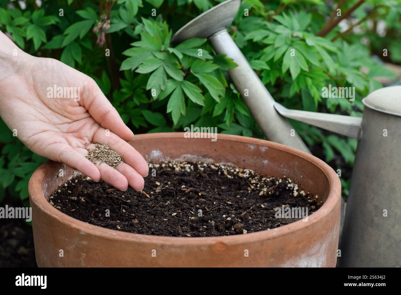 Die Hand des Menschen verteilt Samen über den Boden in einem Terrakotta-Topf in einem Garten Stockfoto