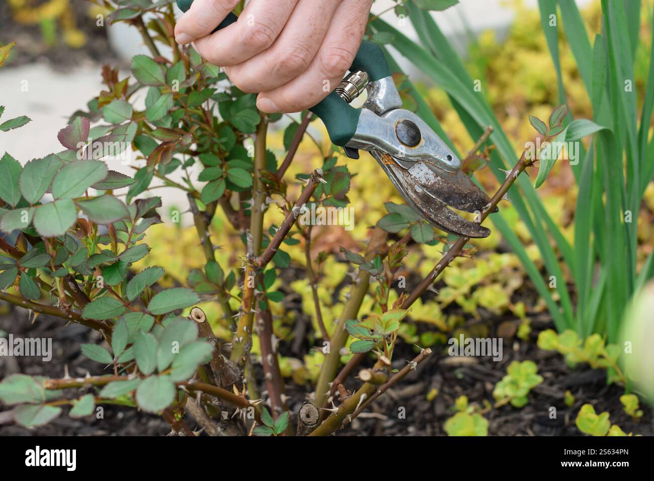 Frau, die Rosen mit einer rostigen Gartenschere beschneidet Stockfoto