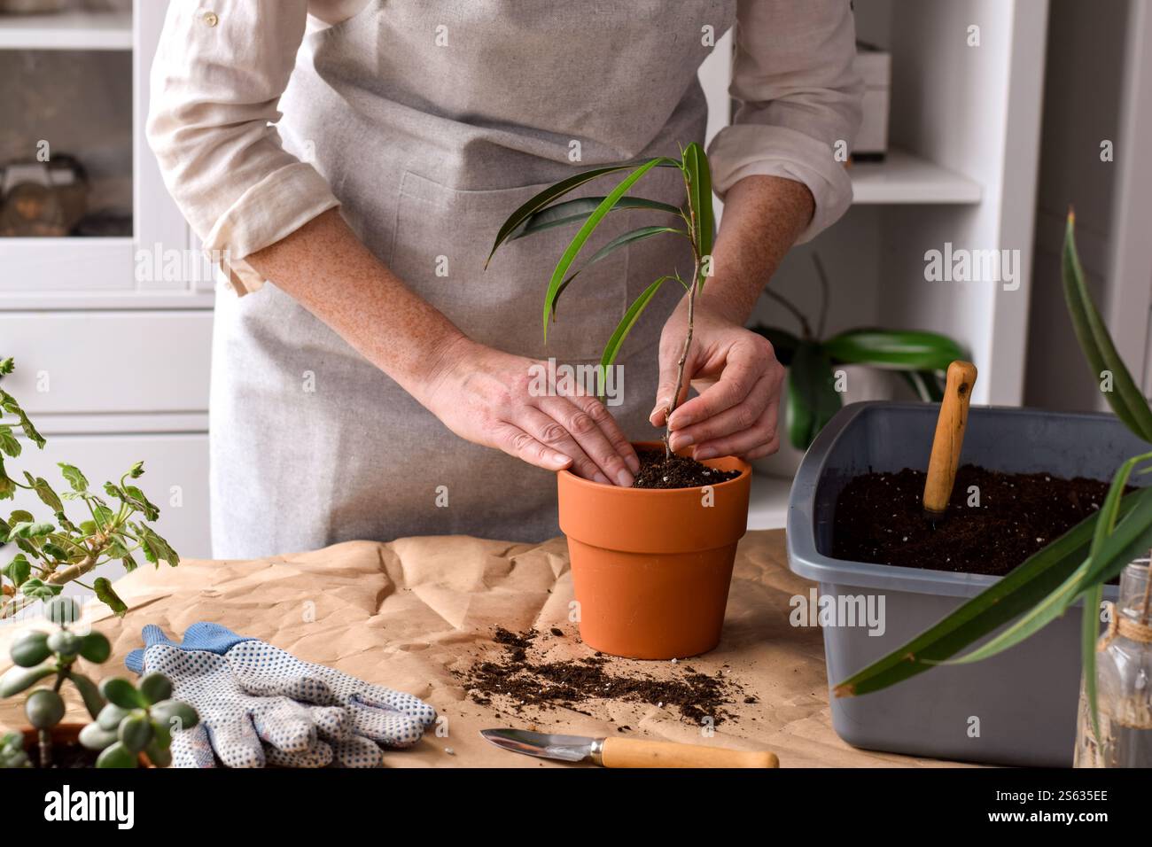 Die Frau pflanzt frische Innenpflanzen in Terrakotta-Topf Stockfoto