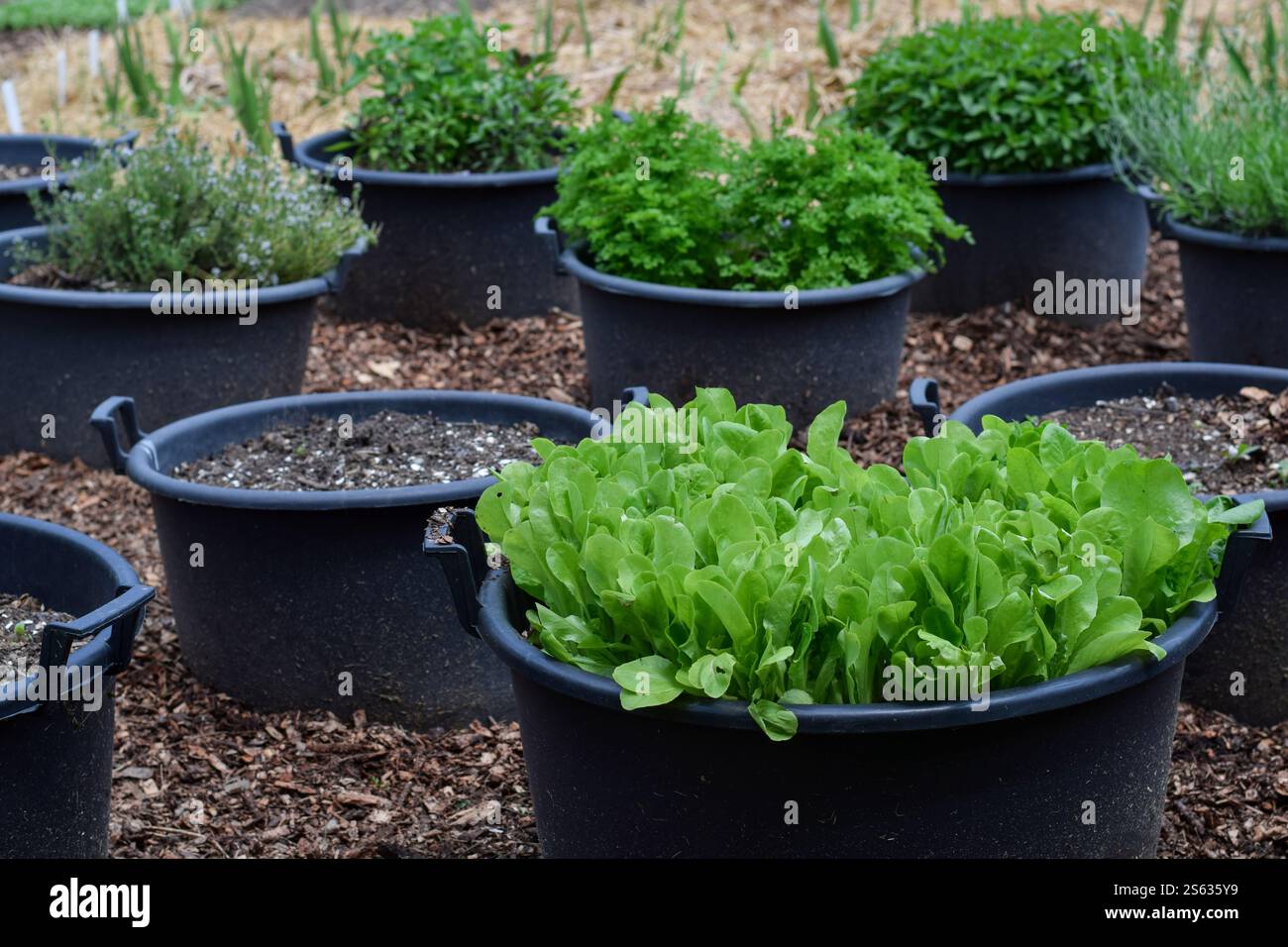 Gemüse und Kräuter, die in großen Plastikbehältern im Garten wachsen Stockfoto