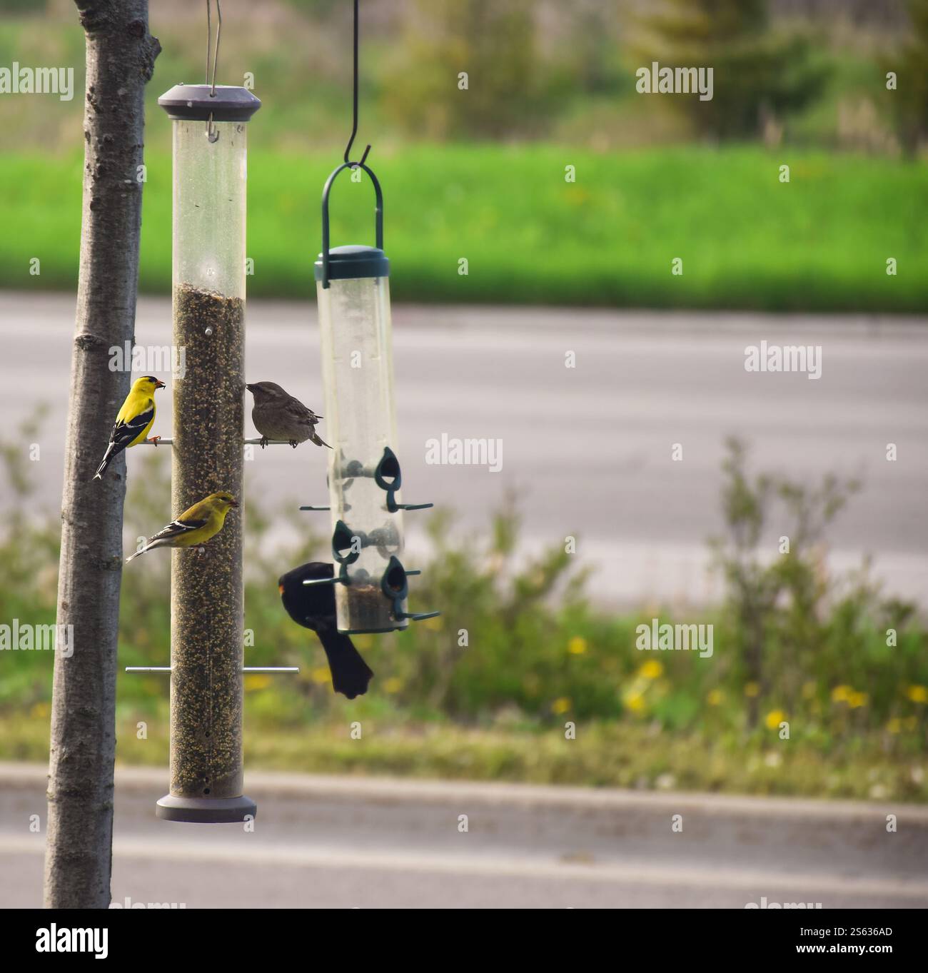 Mehrere Vögel fressen Samen von Vogelfuttermitteln Stockfoto