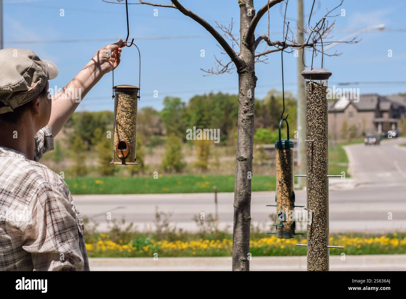 Die Frau hängt Vogelfutter an Ästen in der Nachbarschaft Stockfoto