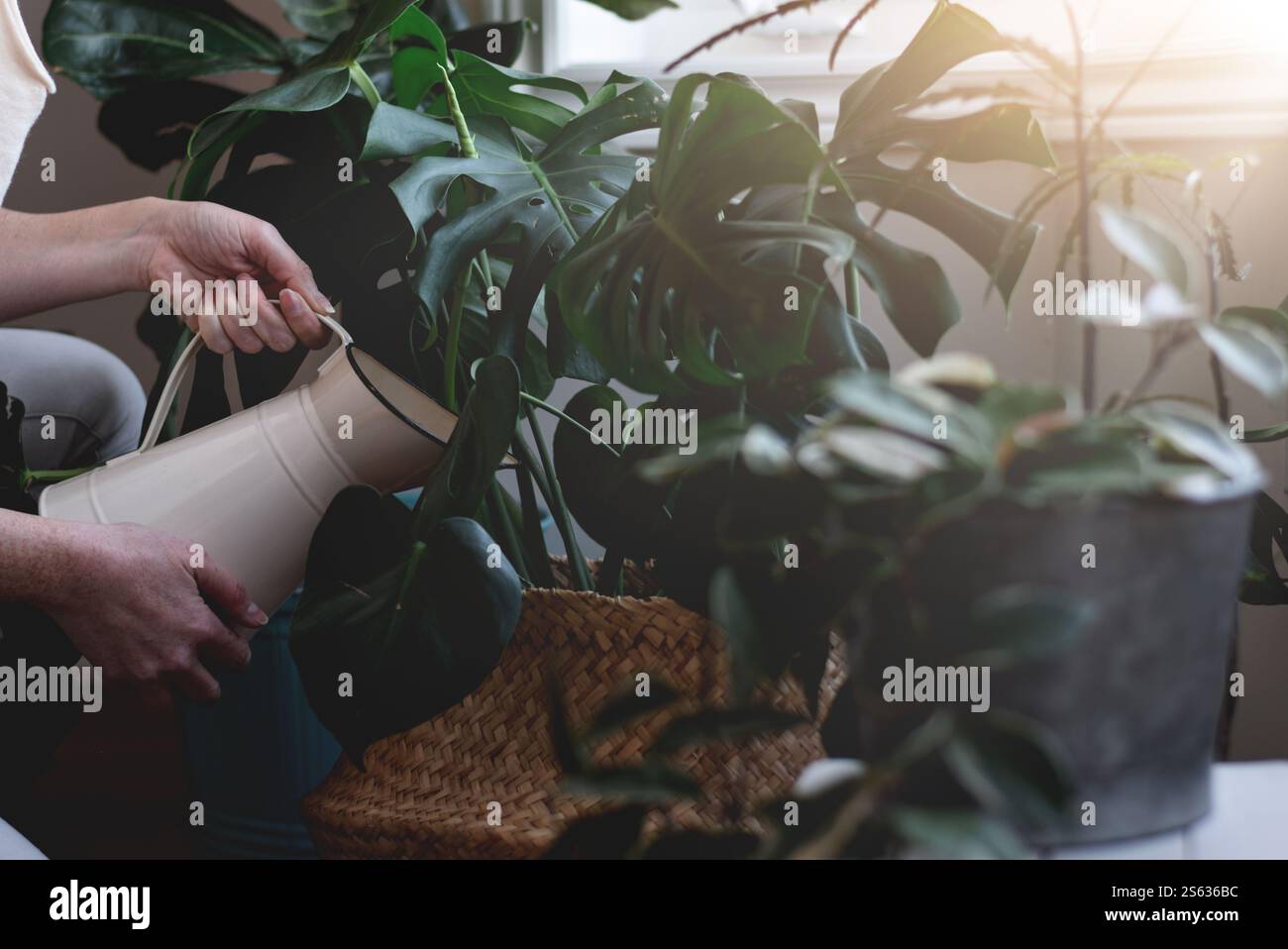 Hände einer Frau bewässern tropische Zimmerpflanzen Stockfoto