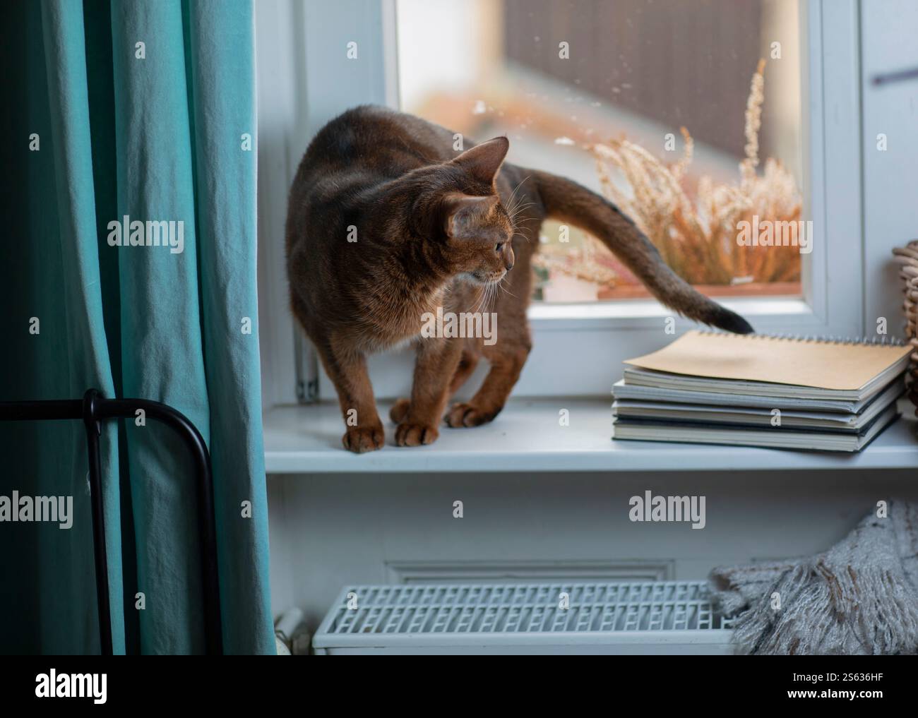Eine Abessinierkatze, die auf einer Fensterbank neben einem Heizkörper sitzt, symbolisiert Wärme, Komfort und Energieeinsparung in einem Zuhause. Stockfoto