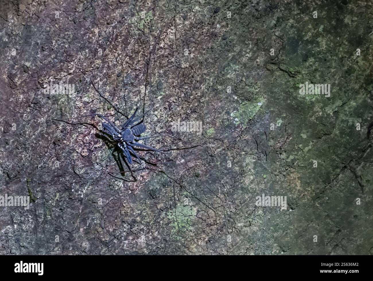 Peitschenspinne (Amblypygi) bei Nacht gesehen, Amazonas-Regenwald, Yasuni-Nationalpark, Ecuador, Südamerika Stockfoto