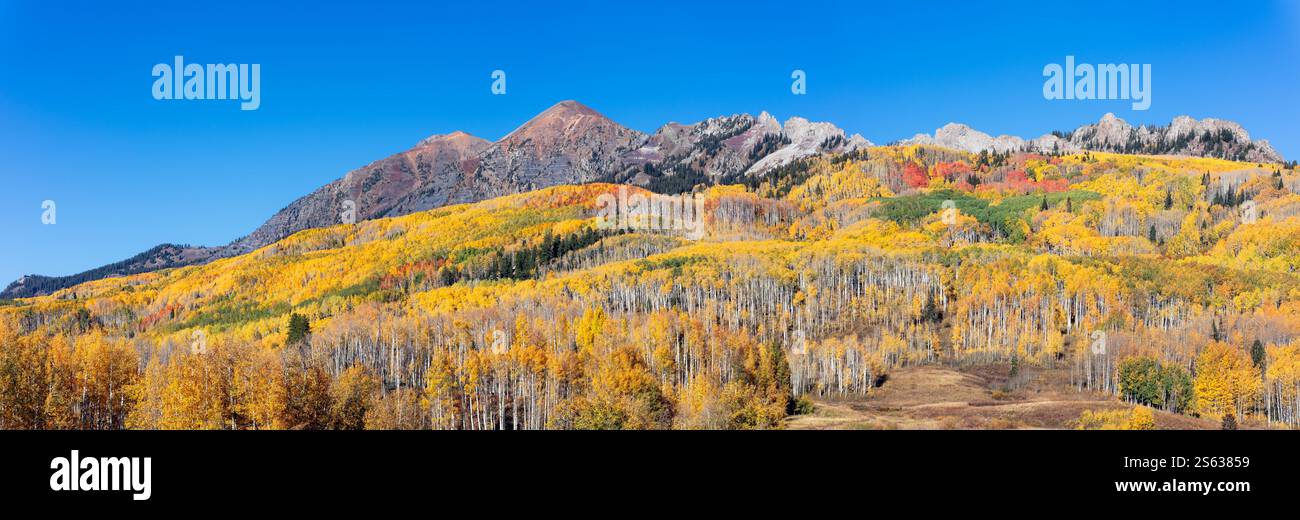 Aspenbäume mit Herbstfarben im Kebler Pass bei Crested Butte, Colorado Stockfoto