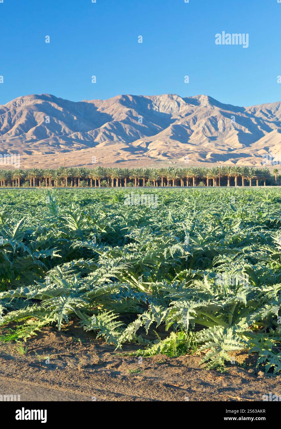Junge Artischockenfeld 'Cynara cardunculus var. Skolymus', auch bekannt als Globe Artischocke, Dattelpalmen im Hintergrund, Kalifornien. Stockfoto
