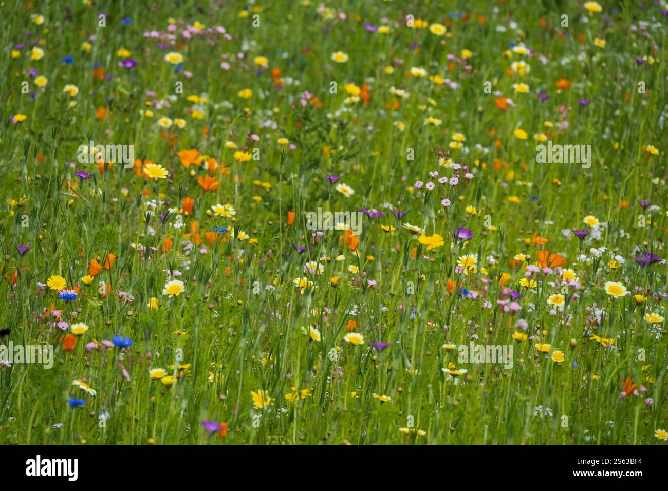 Eine Weidenblumenwiese in Schottland Stockfoto