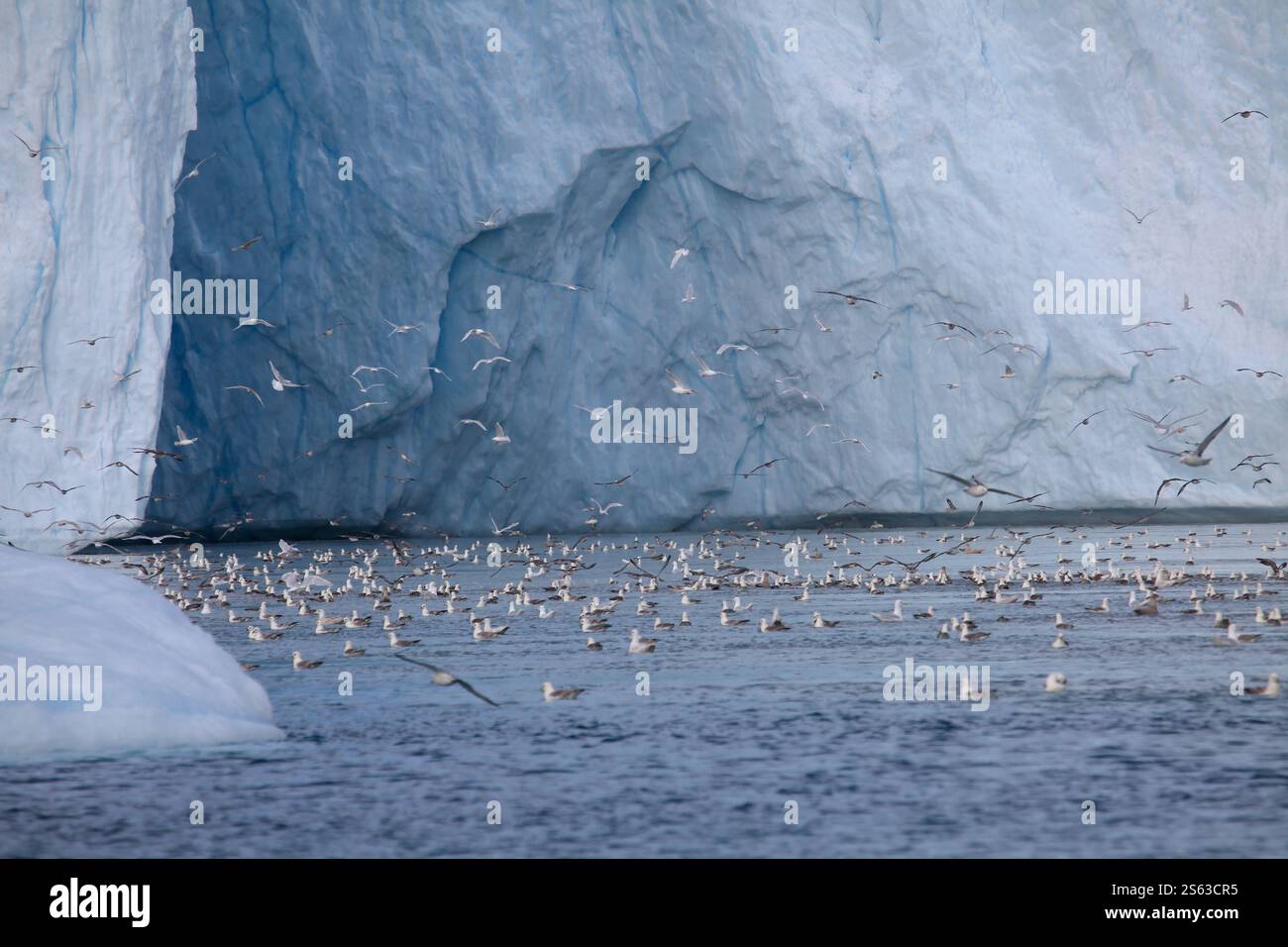 Riesiger Gletscher (Store Gletscher) mit Seevögeln im Vordergrund. Uummannaq Fjord. In der Nähe der Gemeinde Qaasuitsup. Grönland Stockfoto