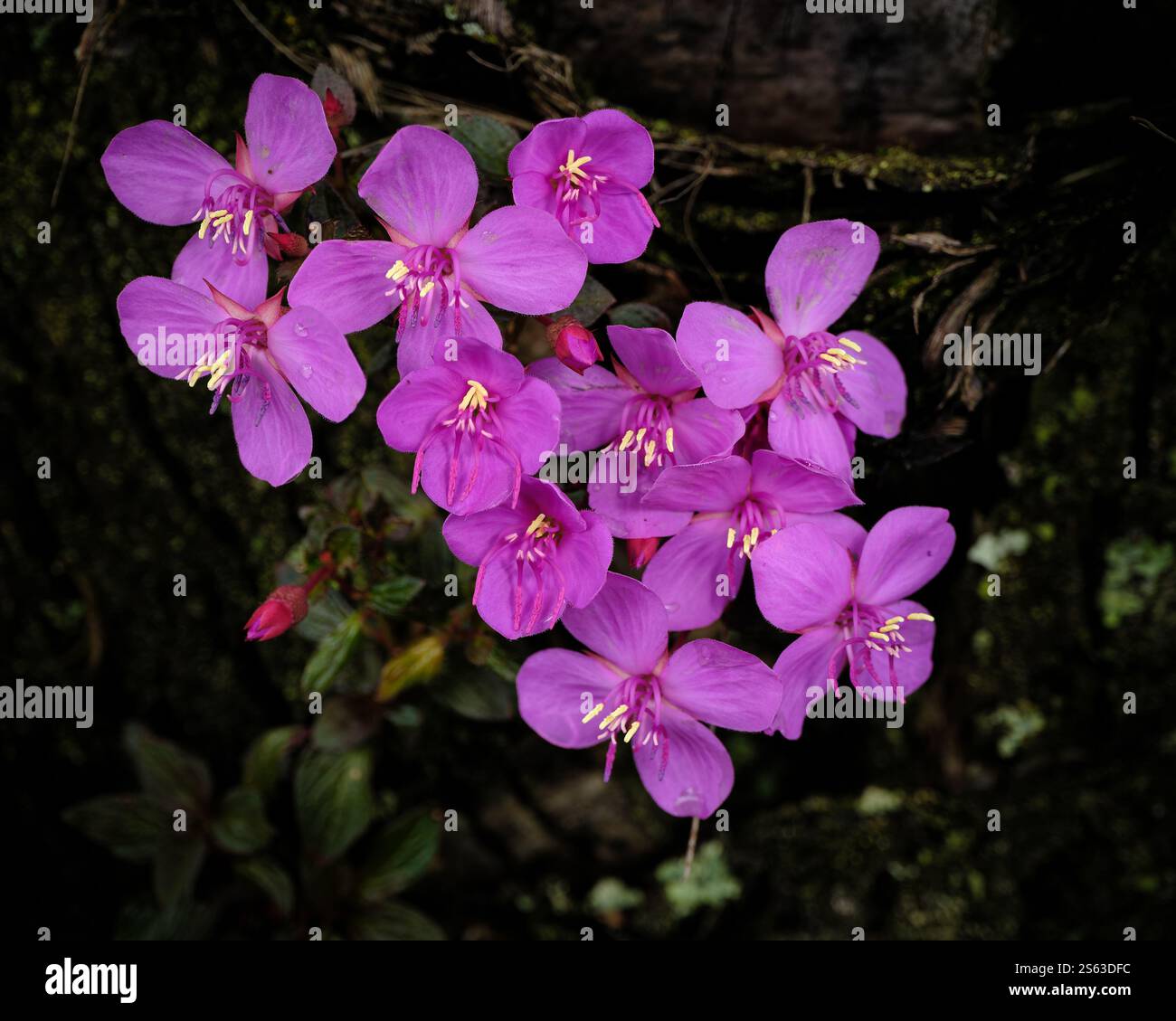 Centradenia Blume von Süd- und Mittelamerika Stockfoto
