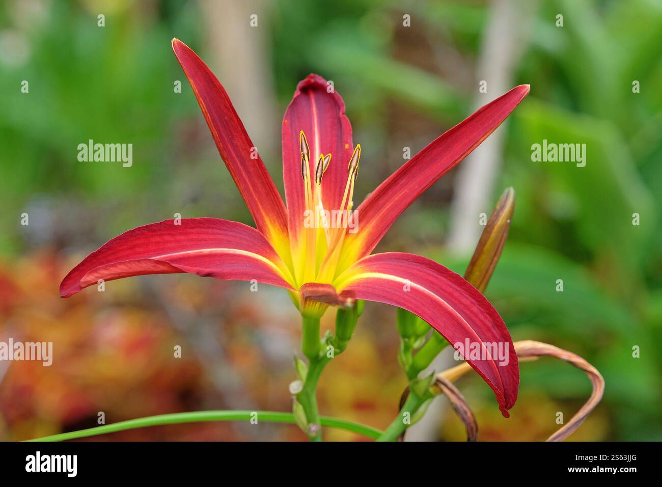 Rote und gelbe Taglilie Hemerocallis „Hollywood Dragon Lady“ in Blume. Stockfoto