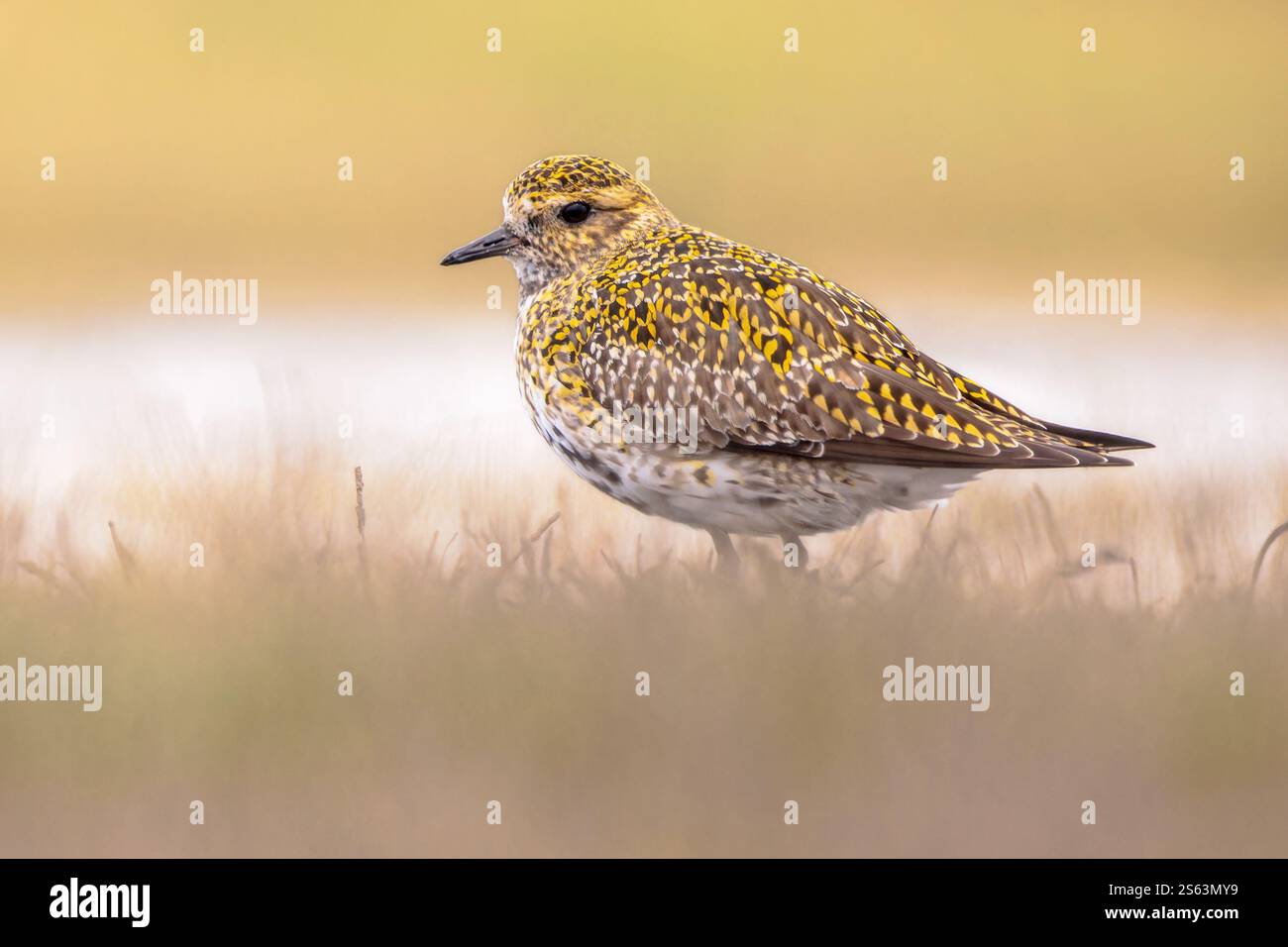 Europäischer Goldplover (pluvialis apricaria) im Feuchtgebiet auf der Migrationsroute. Wildnis-Szene der Natur in Europa. Niederlande. Stockfoto