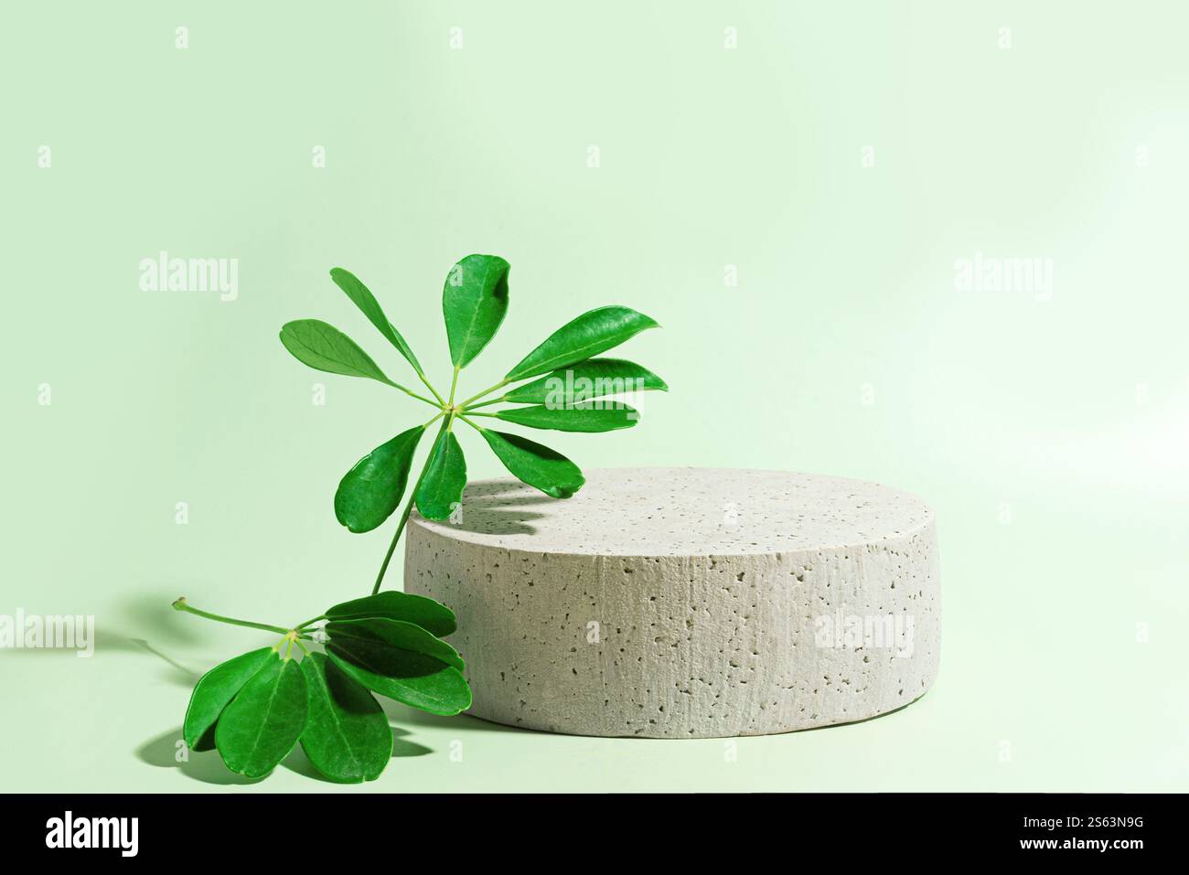 Leeres Podium aus Beton mit grünen Blättern auf hellgrünem Hintergrund, Kopierraum. Konzeptszene Bühnenpräsentation für kosmetische Produkte, Bio-Öko-Haut ca. Stockfoto