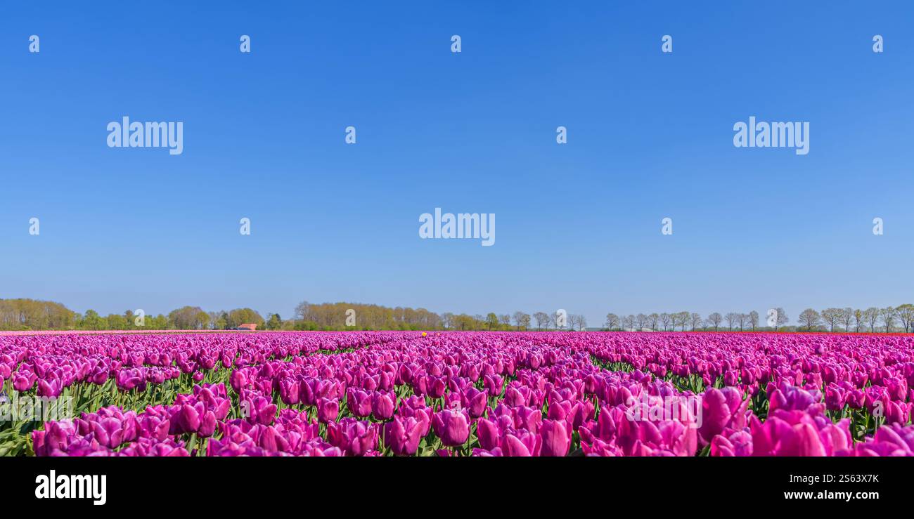 Tulpenfeld in den Niederlanden Stockfoto