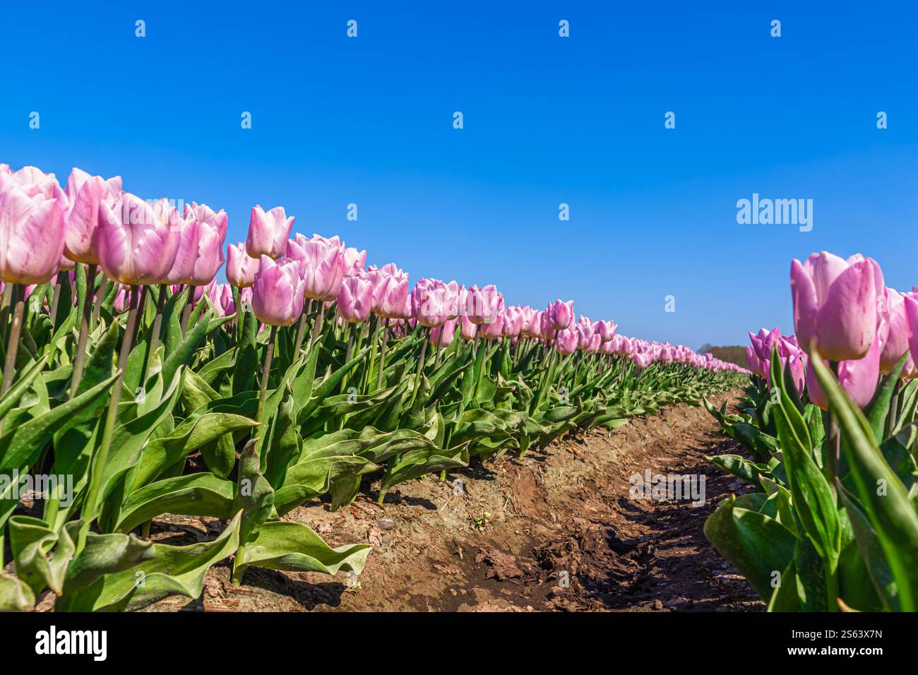 Niederländische rosa Tulpen auf dem Feld vor blauem Himmel Stockfoto