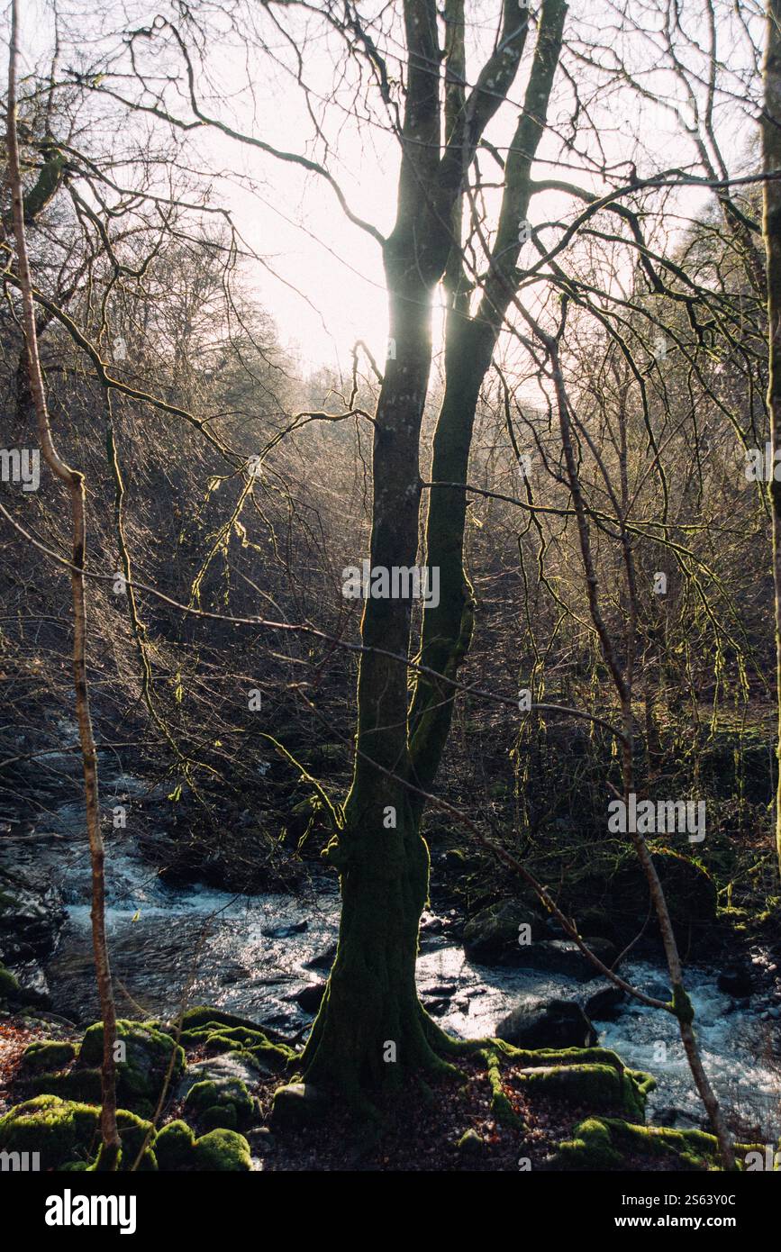 Sonnenschein durch eine winterliche Landschaft in Aberfeldy, Schottland. Stockfoto