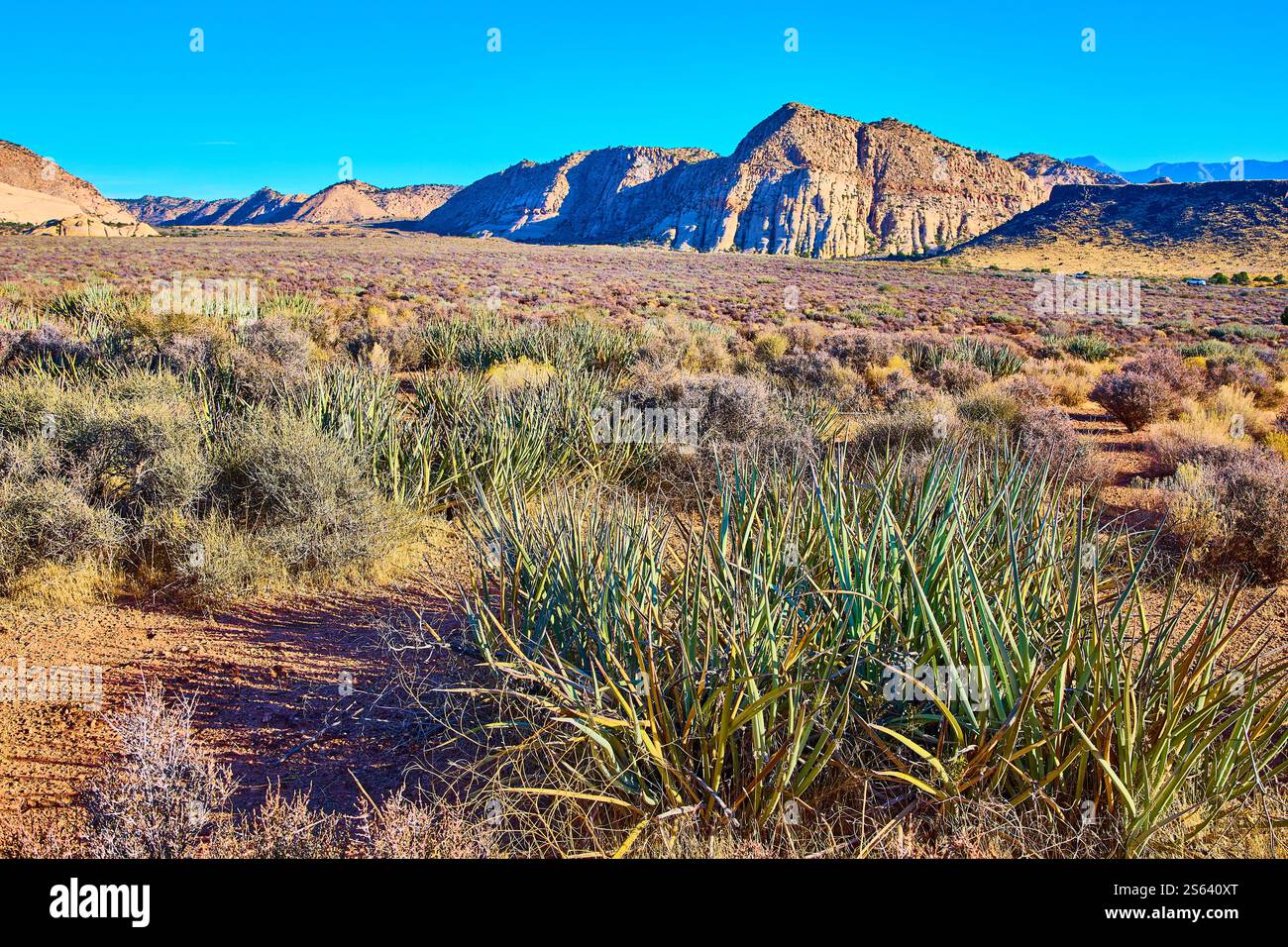 Aussicht auf die Wüste Yucca und Mesas aus der Perspektive der Golden Hour Stockfoto