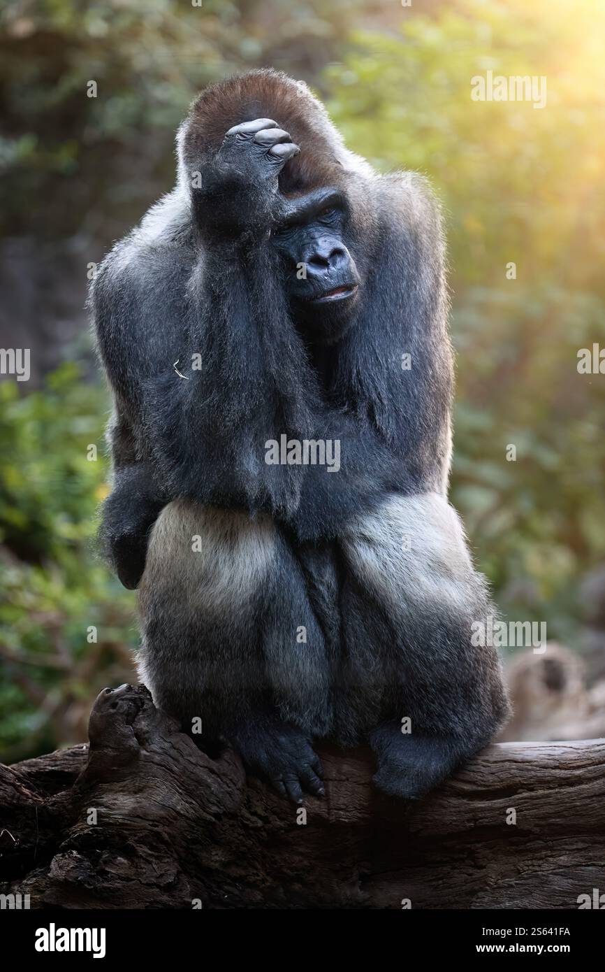 Silverback Western Lowland Gorilla isoliert vor unscharfem Dschungel Hintergrund. Nachdenklicher Gorilla in warmem Licht. Ideal für Naturschutz und Tierwelt. Stockfoto