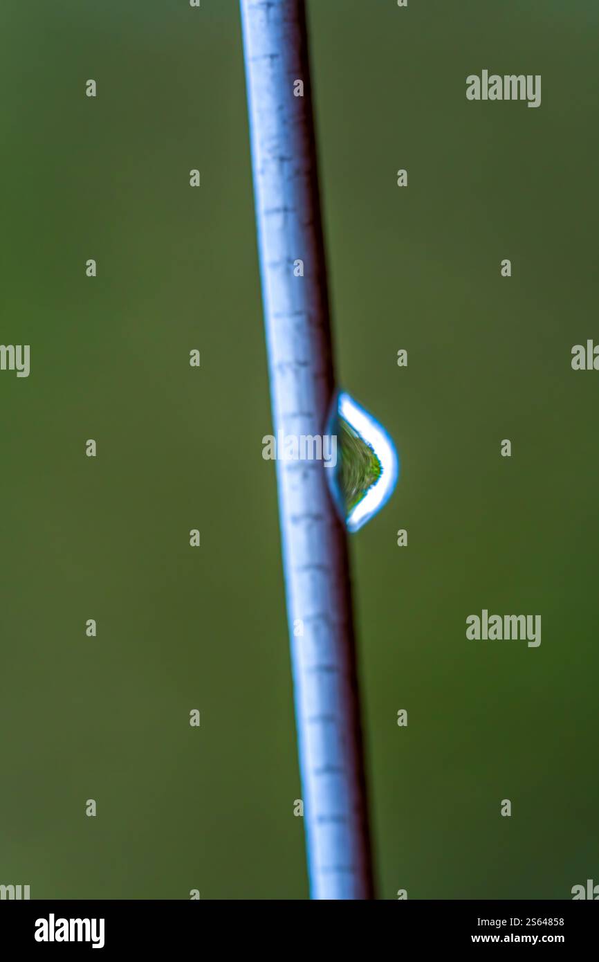 Morning Drew Drop on a Line Stockfoto