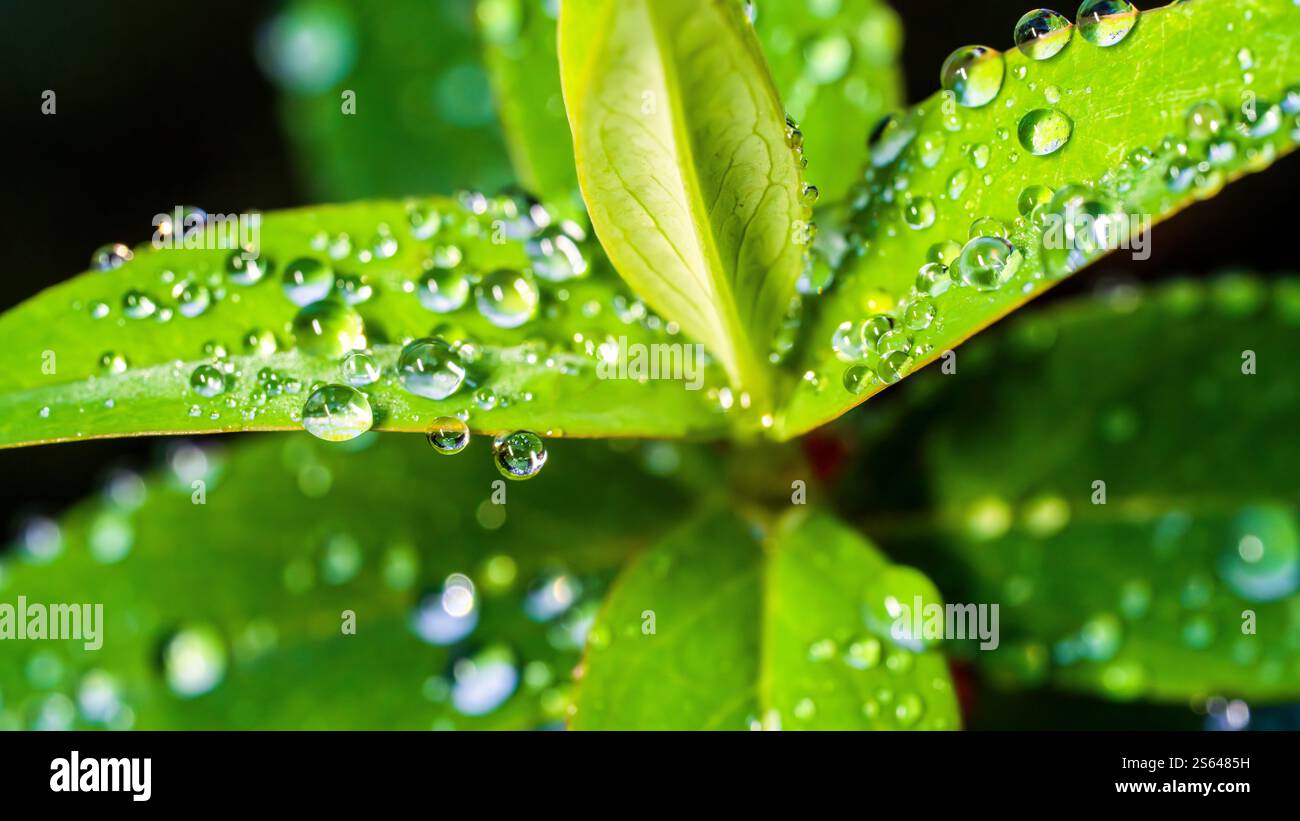 Verstreuter Morgentau fällt auf Blätter Stockfoto