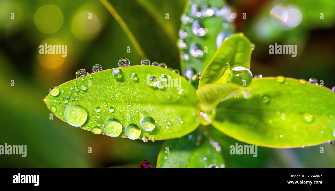 Verstreuter Morgentau fällt auf Blätter Stockfoto