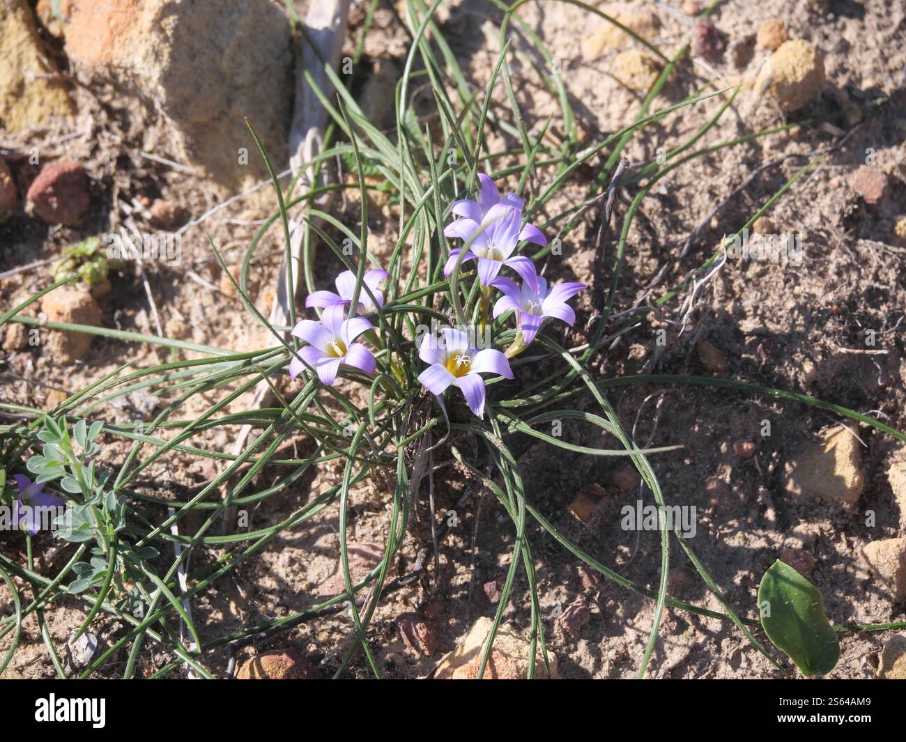 Hellviolette Blume von Sandkrokus oder Scheinkrokus im Februar in der Nähe von Torreguadiaro, Spanien Stockfoto
