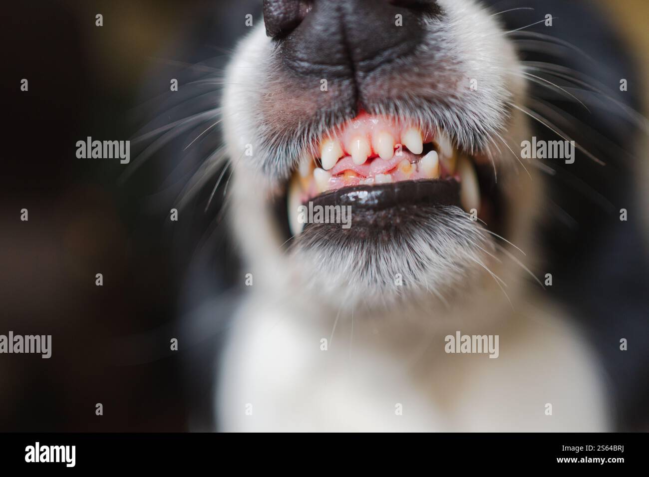 Gefährlicher wütender Hund. Aggressiver Welpen mit Collie und Zähnen, die aggressiv gefährlich aussehen. Wächter knurrender gruseliger Hund bereit für Angriff. Mit Tollwut infiziertes Haustier. Stockfoto