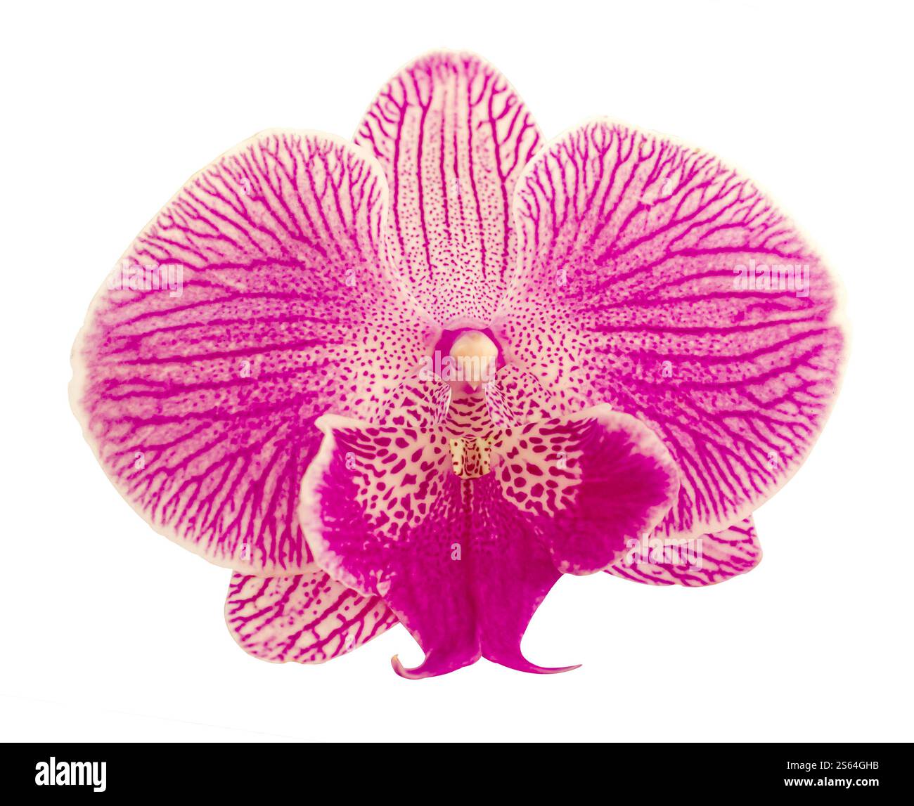 Pink Stripe Orchid isoliert auf weißem Hintergrund. Blüte mit weißen, lilafarbenen magentafarbenen Blüten und lila gelben Lippen. Phalaenopsis oder Mottenart. Blumenmuster Stockfoto