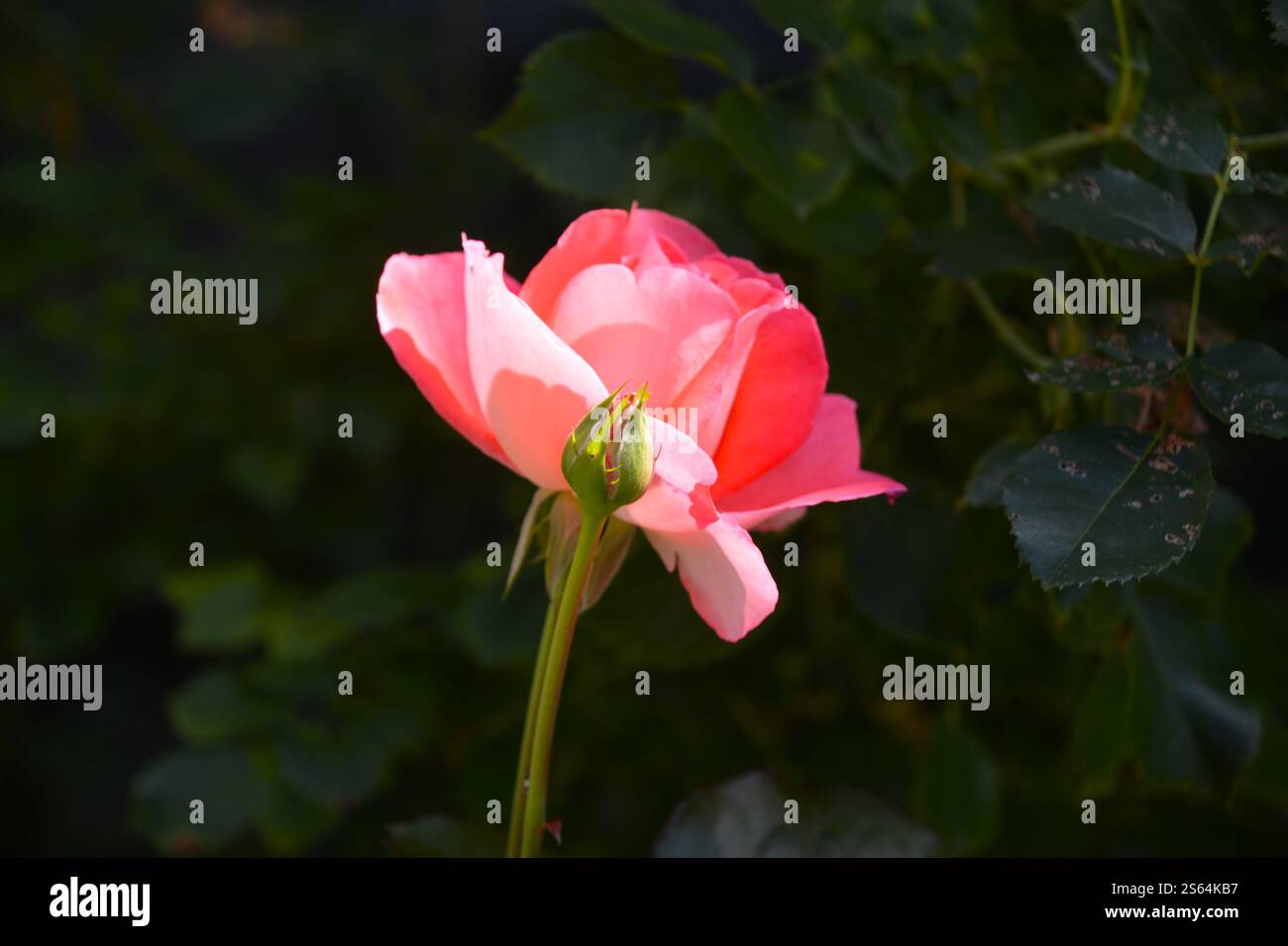 Schöne einzelne rosa Rosenblüte und kleinere Rosenknospen in der Sonne in einem Garten an einem schönen Sommertag. Stockfoto