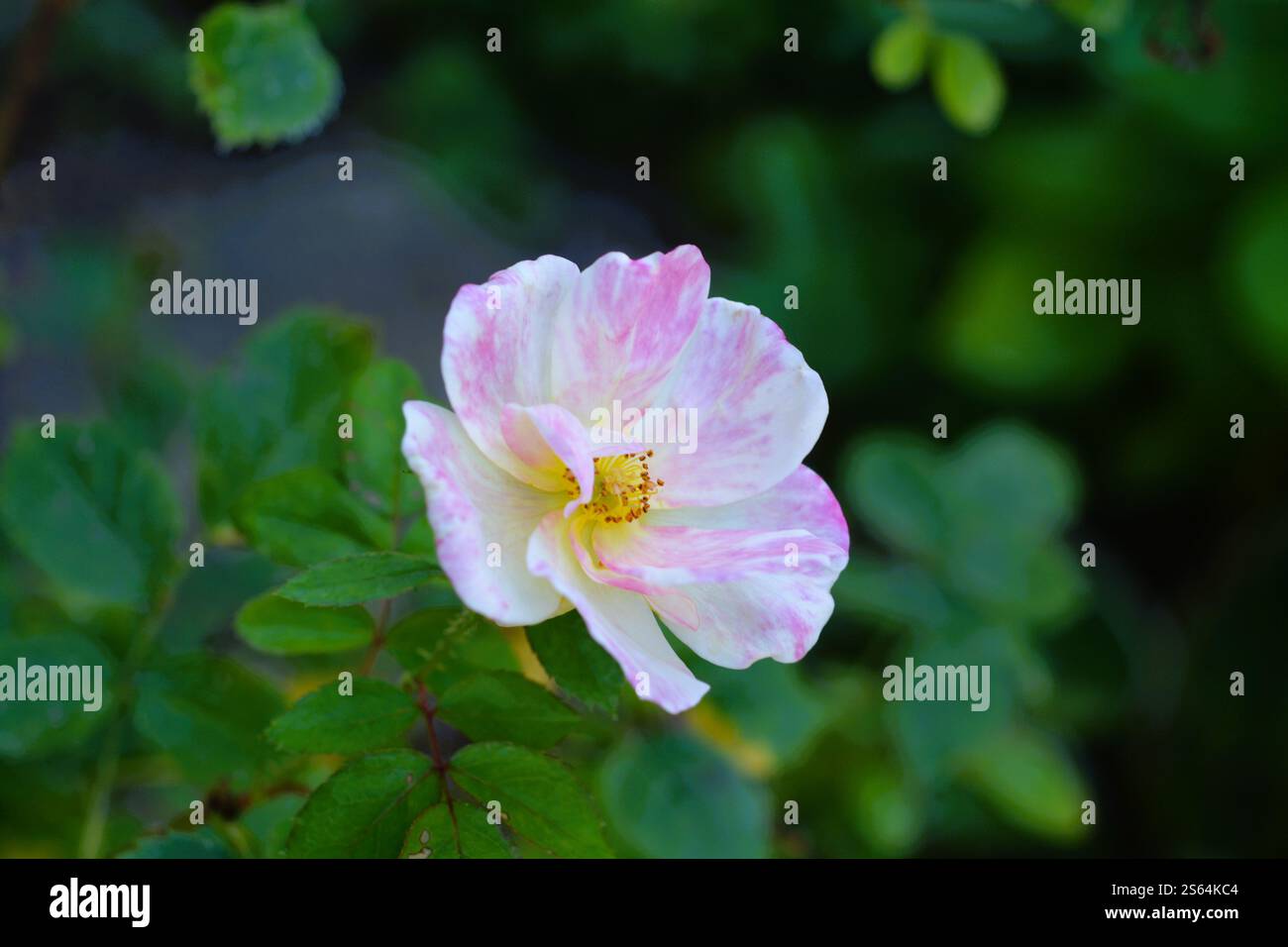 Wunderschöne und einzigartige mehrfarbige weiße, rosa und gelbe Rose blühen in der Gartensonne. Stockfoto