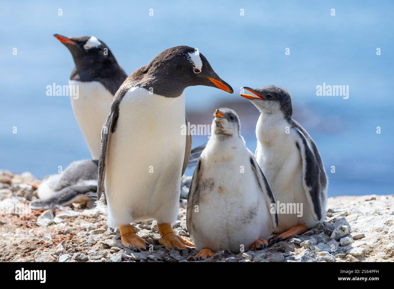 Gentoo-Pinguin (Pygoscelis papua) füttert seine beiden großen Küken in der Antarktis Stockfoto